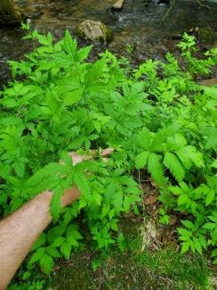 Xanthoriza simplicissima