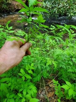 Xanthoriza simplicissima