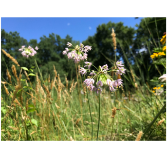 Allium cernuum