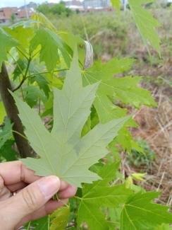 Silver Maple Acer saccharinum