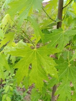 Silver Maple Acer saccharinum