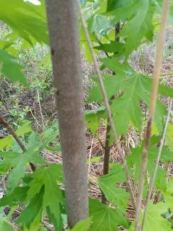 Silver Maple Acer saccharinum
