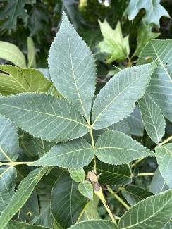 Carya ovata leaf